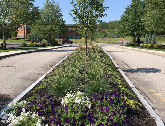 a nicely maintained/arranged garden with trees and flows on a road island