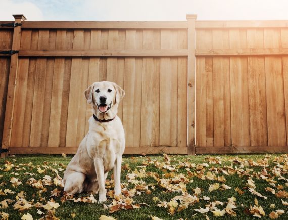 Dog sitting in a lawn with a fence